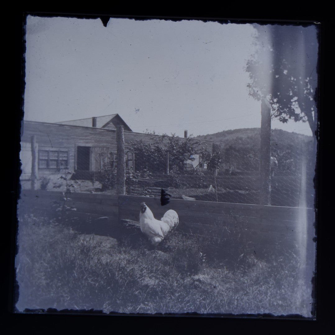 Grouping of 38 Antique Glass Plate Photographic Negatives including Interior and Exterior Views, Portraits, and Domestic Scenes