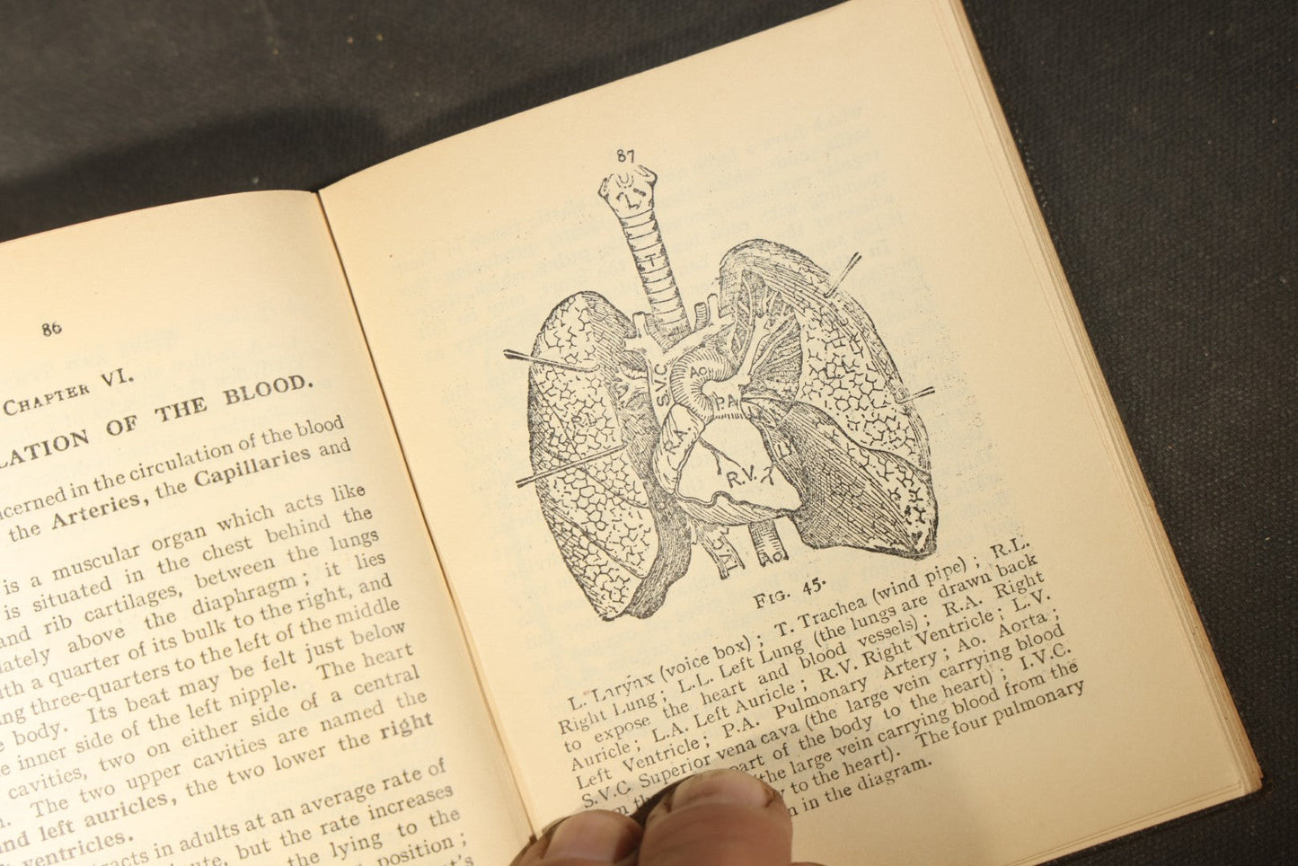 "First Aid to the Injured" Vintage St. John Ambulance Association Medical Textbook by Sir James Cantlie with Anatomical Illustrations and Fold-Out Diagram, 38th Edition, London, 1933
