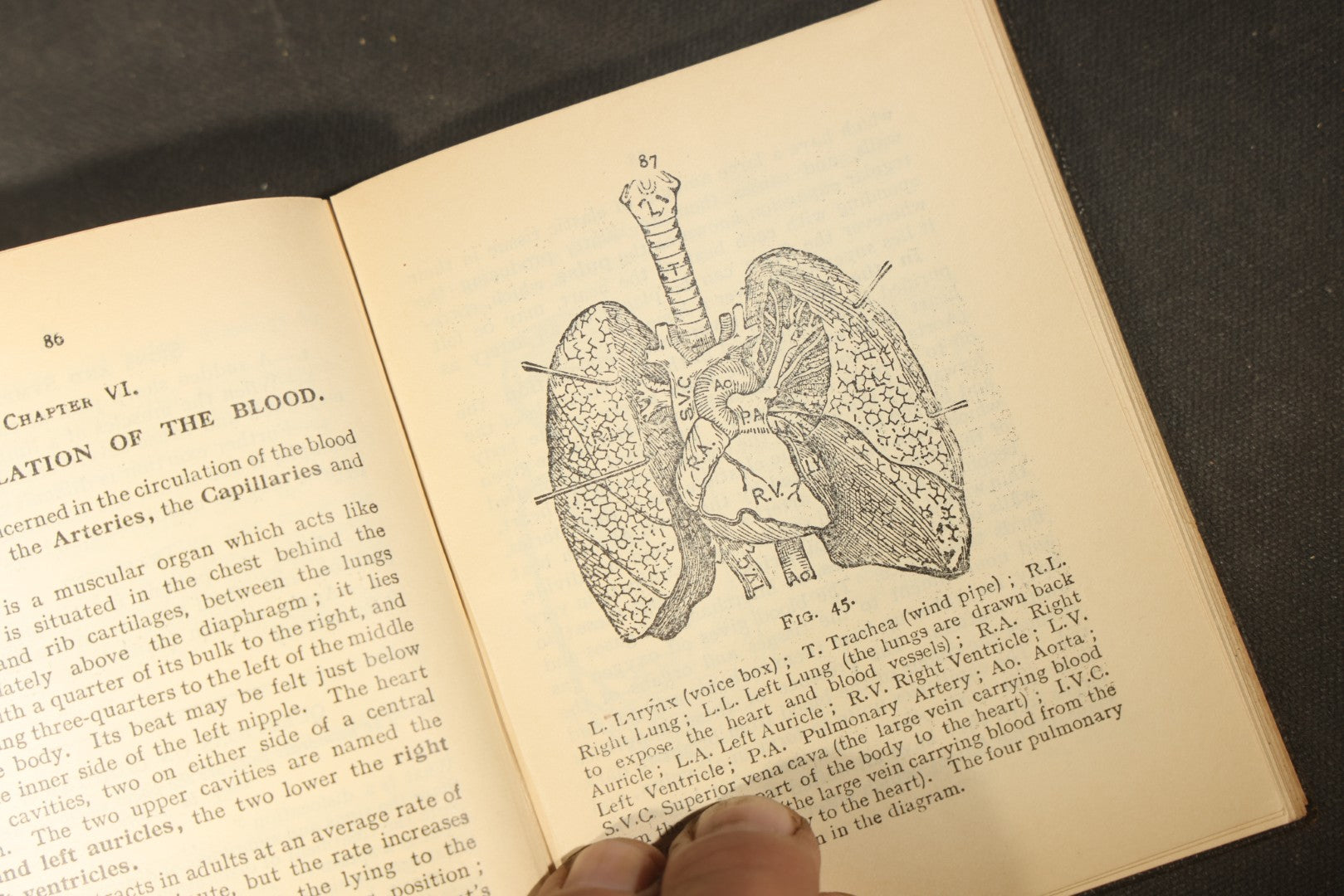 "First Aid to the Injured" Vintage St. John Ambulance Association Medical Textbook by Sir James Cantlie with Anatomical Illustrations and Fold-Out Diagram, 38th Edition, London, 1933