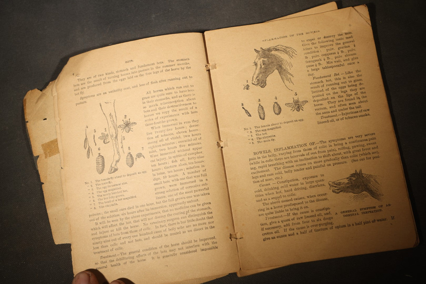 "A Treatise on the Horse and His Diseases" Antique Illustrated Equine Veterinary Booklet, Revised Edition, Published by Dr. B. J. Kendall Company, Enosburgh Falls, Vermont, 1881