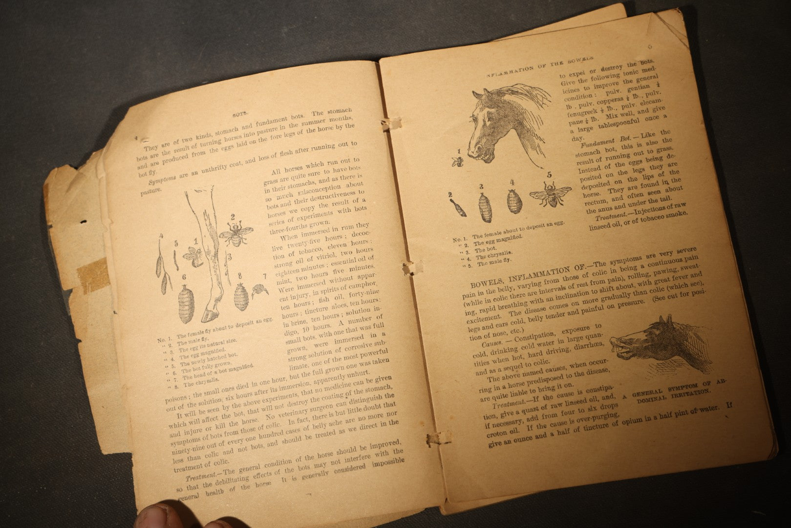 "A Treatise on the Horse and His Diseases" Antique Illustrated Equine Veterinary Booklet, Revised Edition, Published by Dr. B. J. Kendall Company, Enosburgh Falls, Vermont, 1881