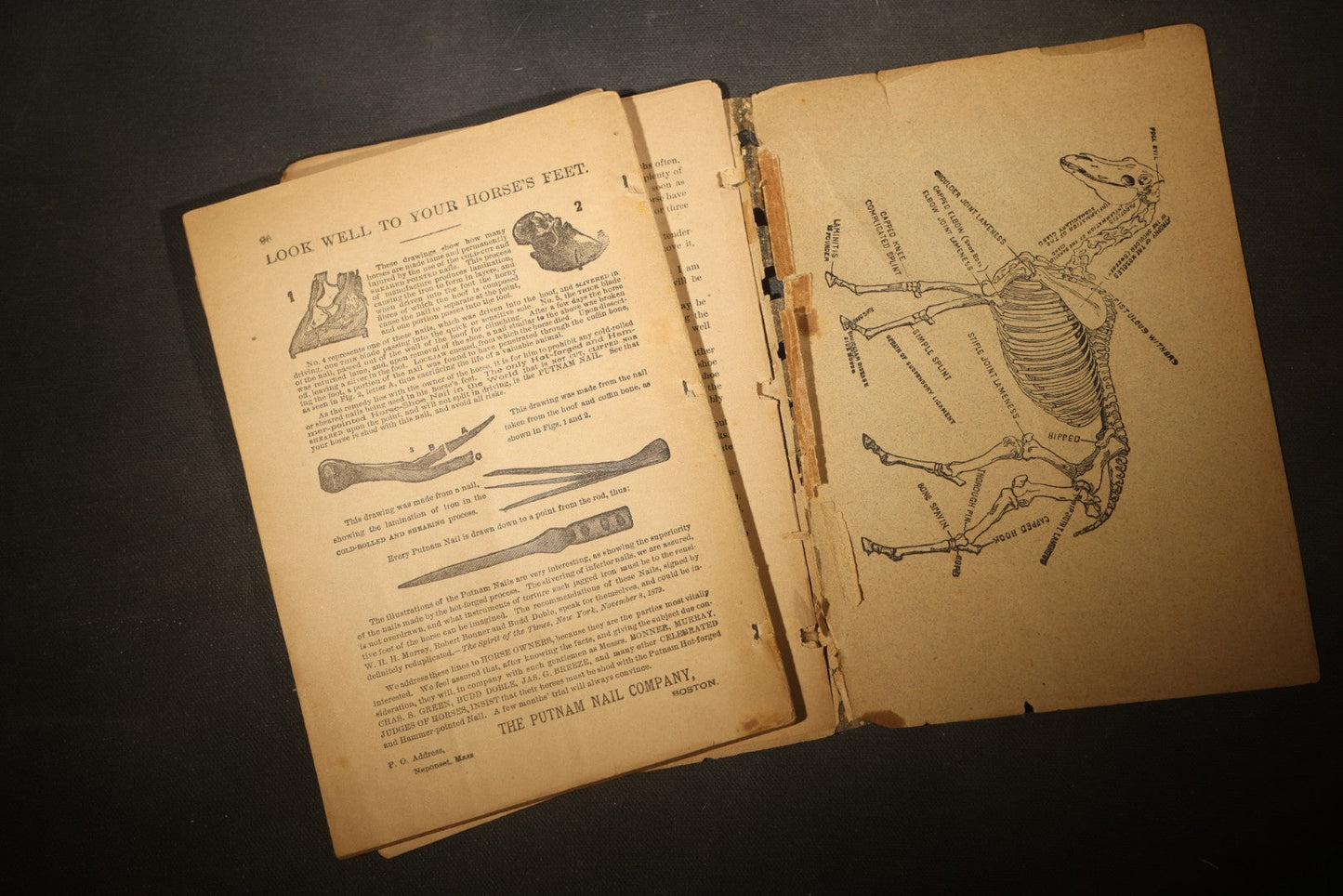 "A Treatise on the Horse and His Diseases" Antique Illustrated Equine Veterinary Booklet, Revised Edition, Published by Dr. B. J. Kendall Company, Enosburgh Falls, Vermont, 1881