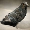 Lot 069 - Modern Feathered Black Crow Halloween Decoration with Glass Eyes and Bendable Wire Talons, 5-5/8" H
