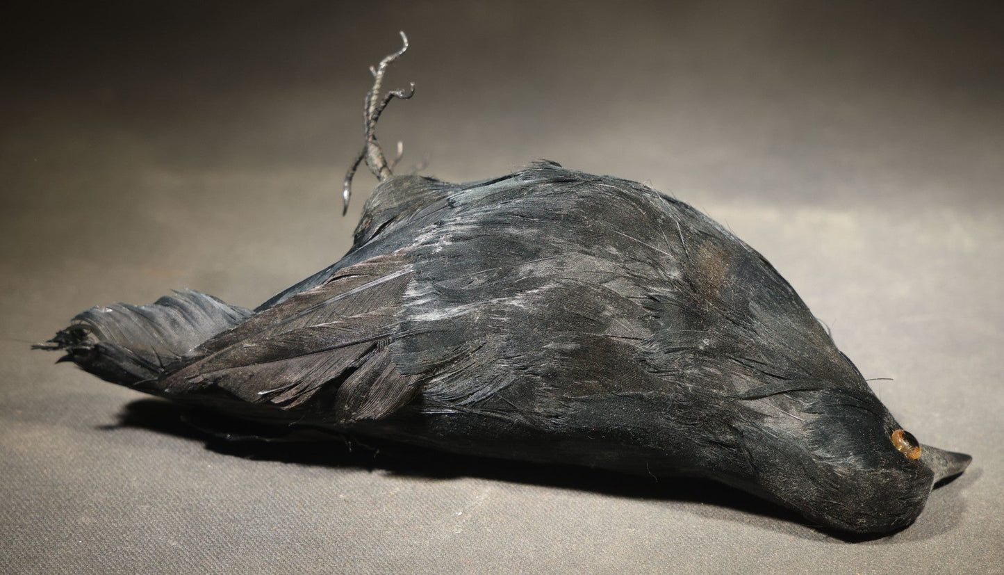 Modern Feathered Black Crow Halloween Decoration with Glass Eyes and Bendable Wire Talons