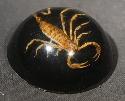Vintage Scorpion Specimen Encased in Lucite Dome Paperweight