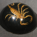 Lot 084 - Vintage Scorpion Specimen Encased in Lucite Dome Paperweight, 2-3/8" W