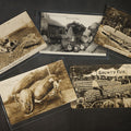 Lot 147 - Grouping of Six Antique Exaggeration Real Photo Postcards R.P.P.C., Photographed by W.H. Martin, Including "The Largest Ear of Corn Grown in Mo.," "Watermelons Grow Big in Kans.," And "Our County Fair Contest on Corn," 1907-1910