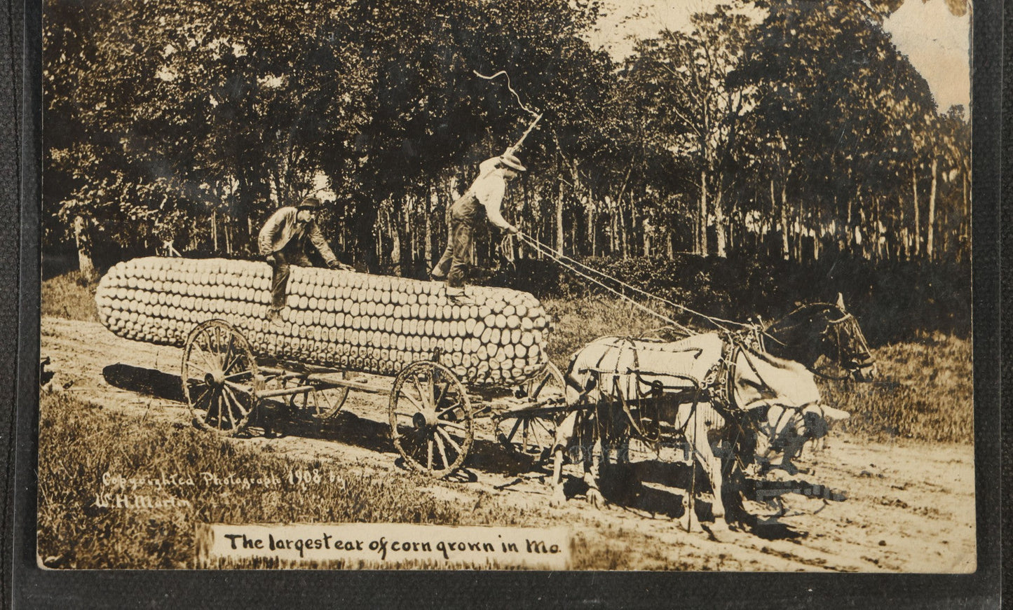 Grouping of Six Antique Exaggeration Real Photo Postcards R.P.P.C., Photographed by W.H. Martin, Including "The Largest Ear of Corn Grown in Mo.," "Watermelons Grow Big in Kans.," And "Our County Fair Contest on Corn," 1907-1910