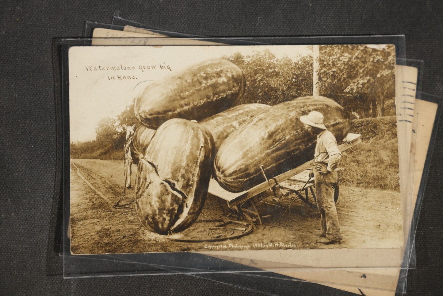 Grouping of Six Antique Exaggeration Real Photo Postcards R.P.P.C., Photographed by W.H. Martin, Including "The Largest Ear of Corn Grown in Mo.," "Watermelons Grow Big in Kans.," And "Our County Fair Contest on Corn," 1907-1910