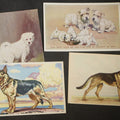 Lot 149 - Grouping of Four Vintage Dog Postcards Including German Shepherds, Terrier Family, and White Puppy