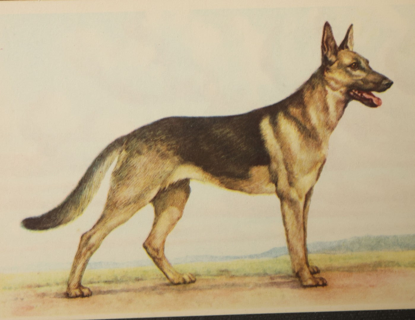 Grouping of Four Vintage Dog Postcards including German Shepherds, Terrier Family, and White Puppy