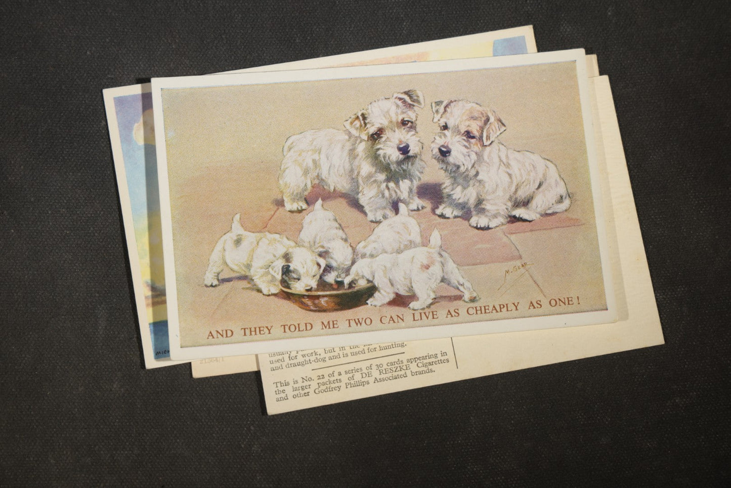 Grouping of Four Vintage Dog Postcards including German Shepherds, Terrier Family, and White Puppy