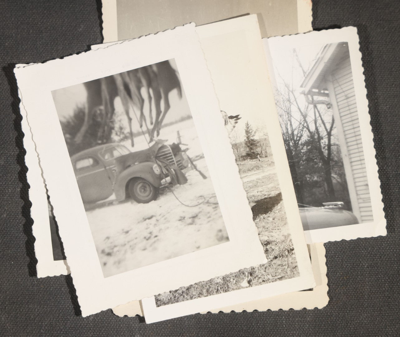 Grouping of 12 Vintage Hunting Snapshot Photographs, Men with Harvested Deer and Birds, Deer on Car Roof, Jeep, Dogs, and Rural Family Scenes, Circa 1940s-1950s