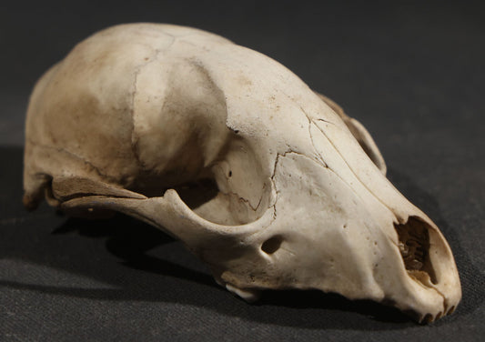 Raccoon Skull, Partial, Missing Mandible