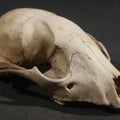 Lot 154 - Raccoon Skull, Partial, Missing Mandible, 4-1/2" L