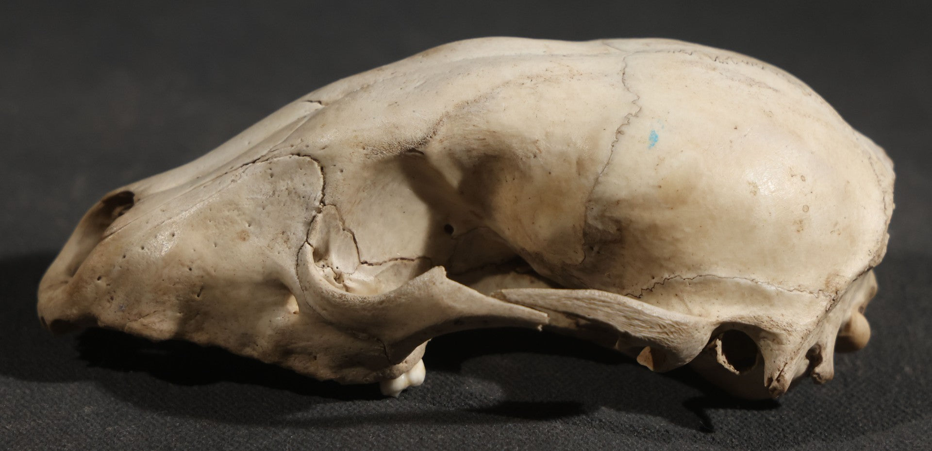 Raccoon Skull, Partial, Missing Mandible