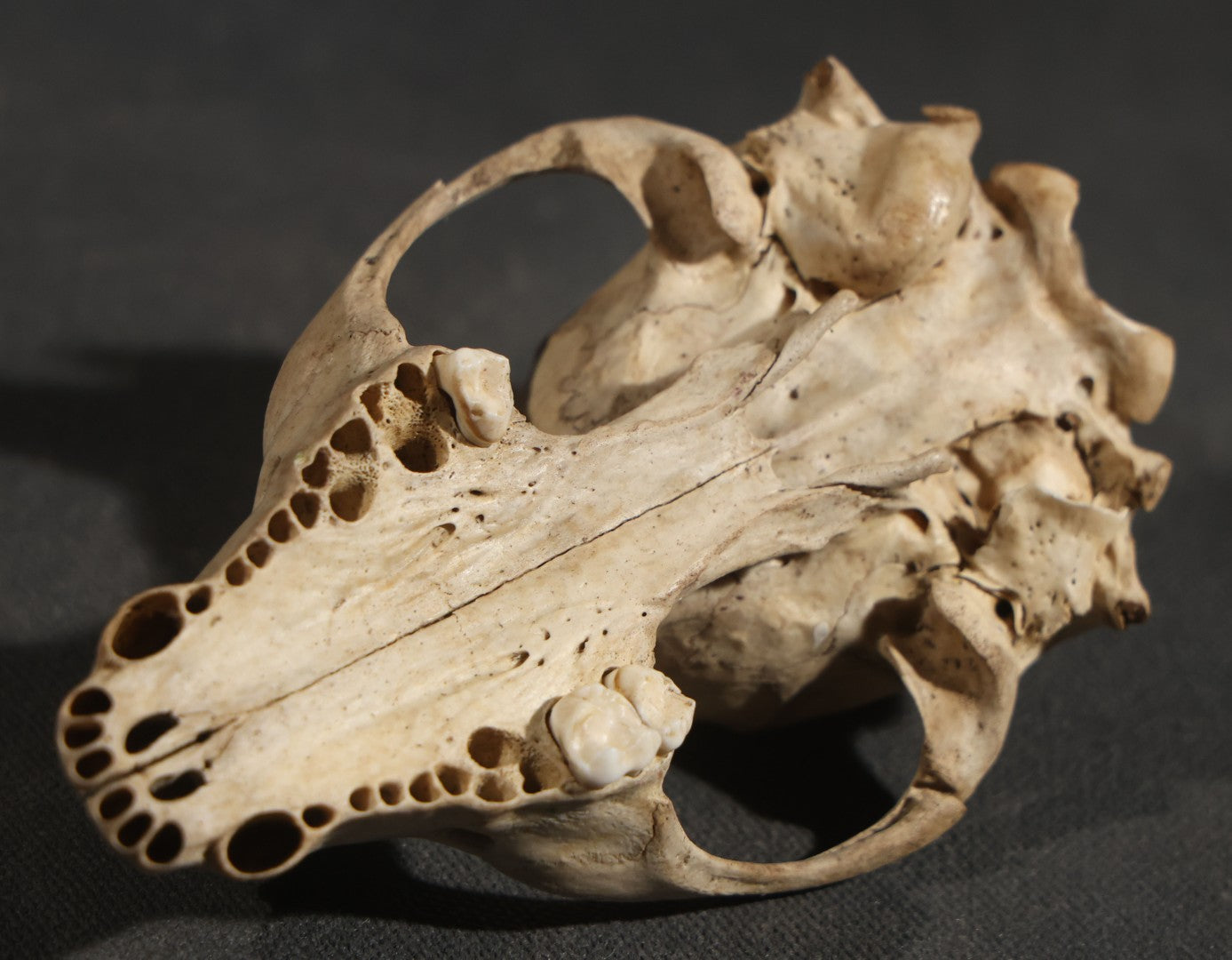 Raccoon Skull, Partial, Missing Mandible