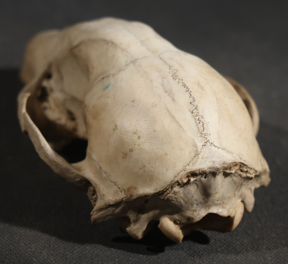 Raccoon Skull, Partial, Missing Mandible