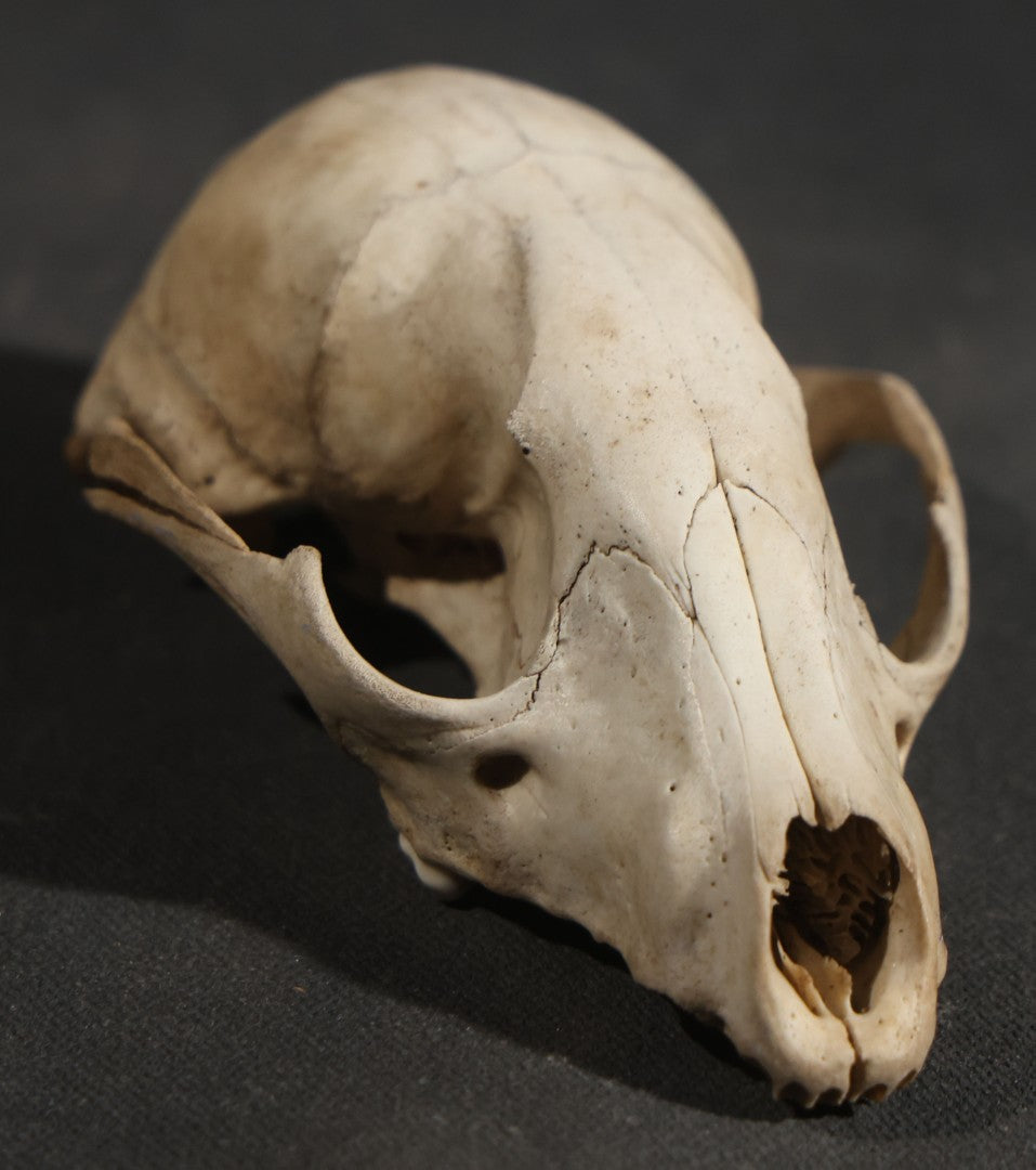 Raccoon Skull, Partial, Missing Mandible