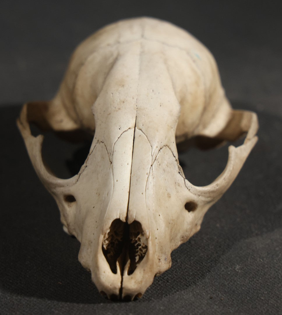 Raccoon Skull, Partial, Missing Mandible