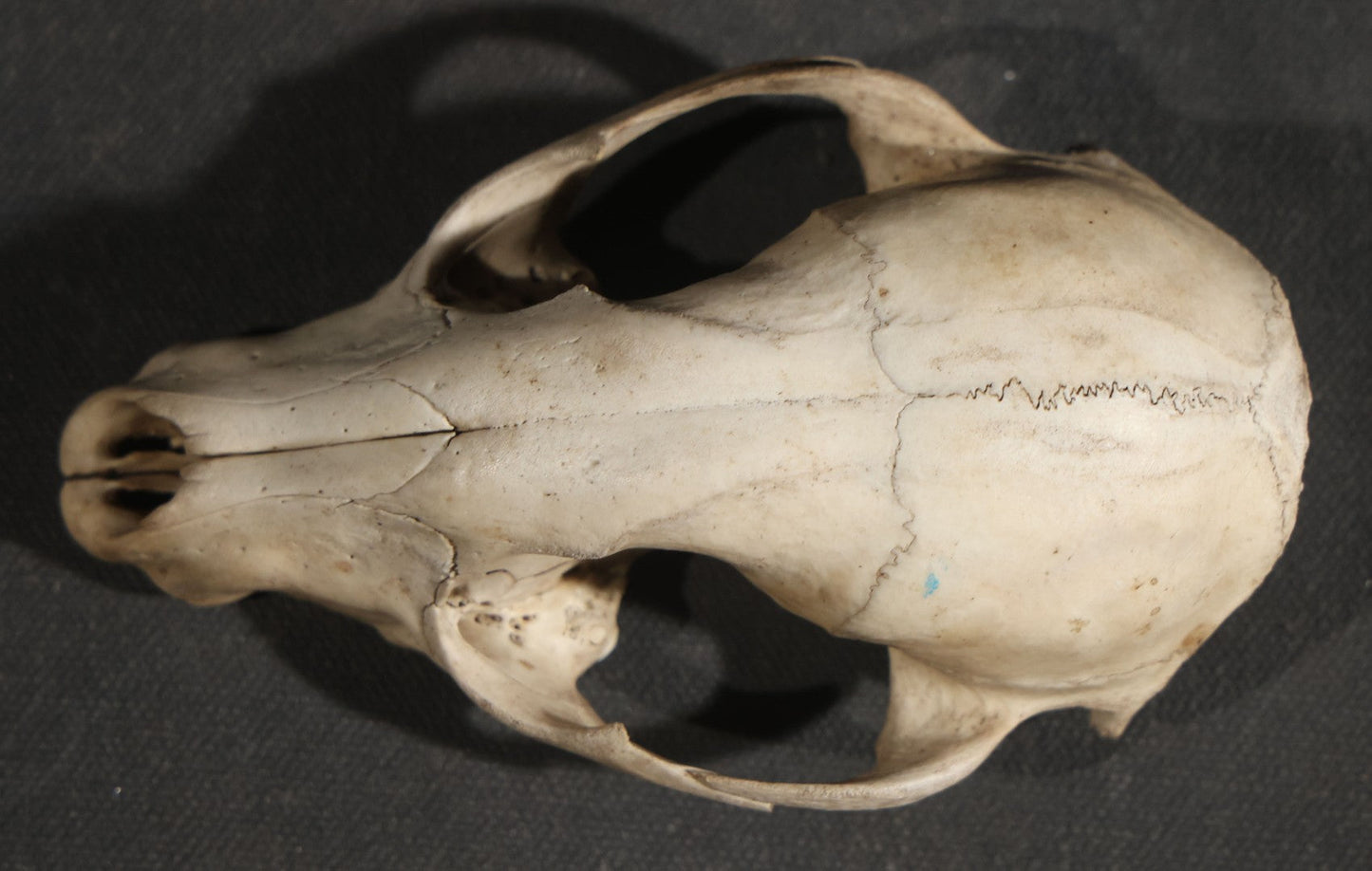 Raccoon Skull, Partial, Missing Mandible