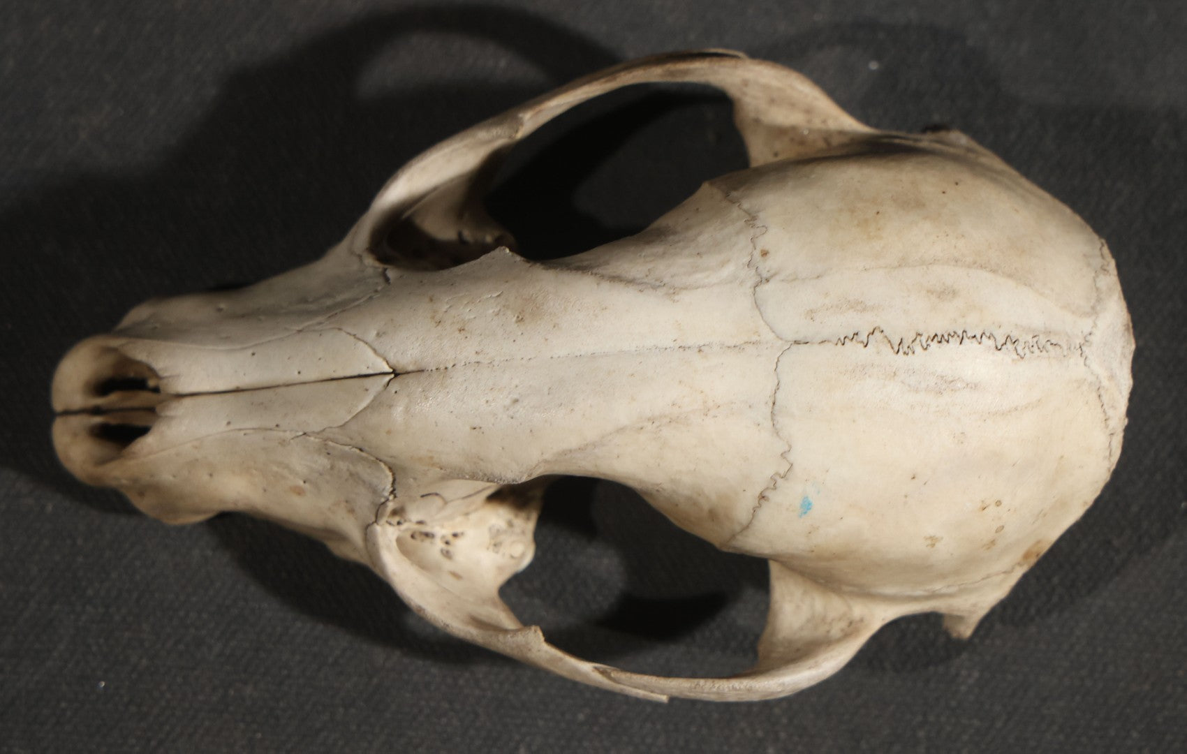 Raccoon Skull, Partial, Missing Mandible