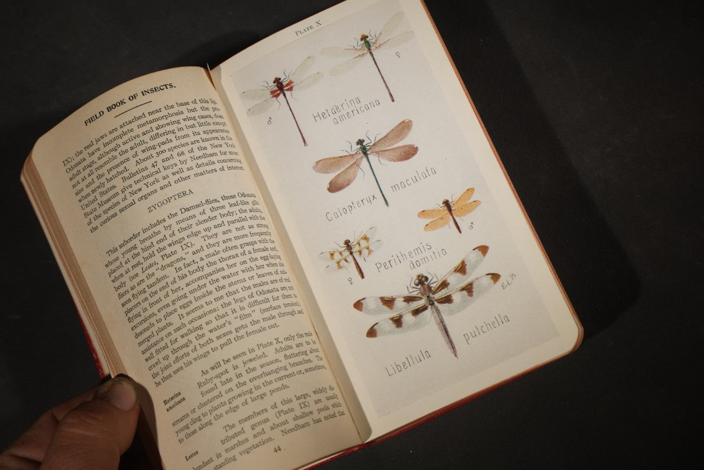 "Field Book of Insects" Antique Illustrated Entomology Book by Frank E. Lutz, Ph.D., Second Edition, Published by G. P. Putnam's Sons, New York, 1921