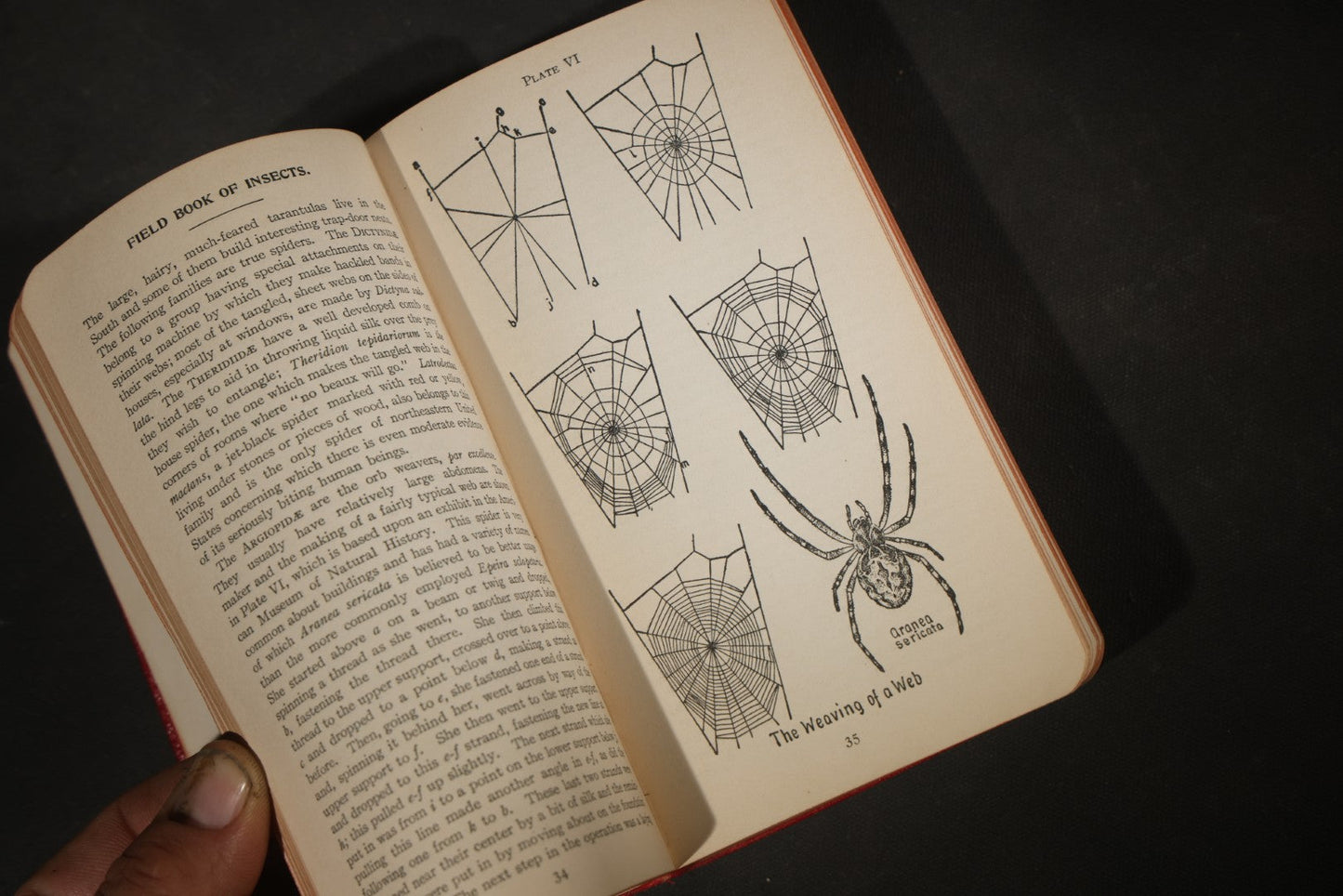 "Field Book of Insects" Antique Illustrated Entomology Book by Frank E. Lutz, Ph.D., Second Edition, Published by G. P. Putnam's Sons, New York, 1921