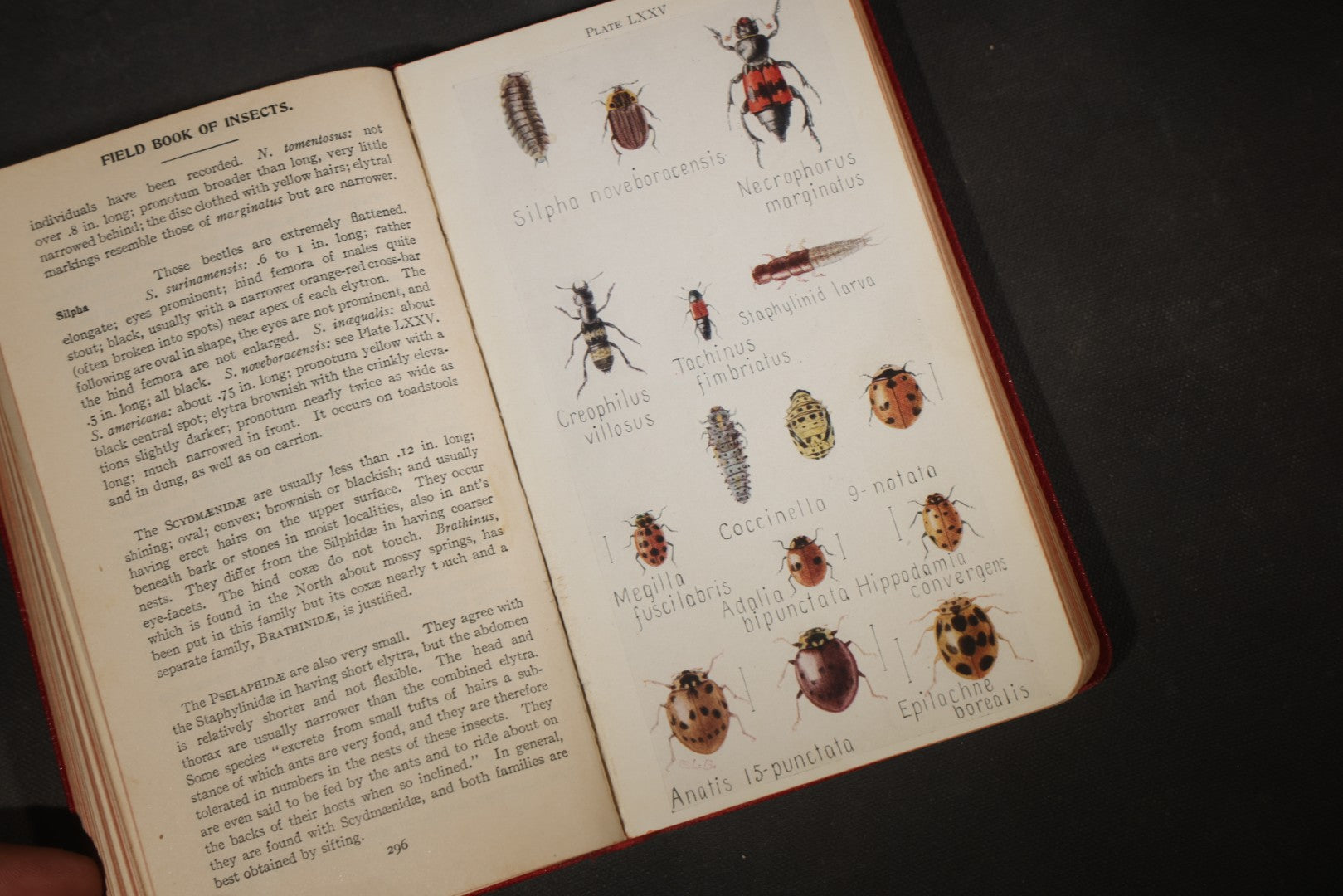 "Field Book of Insects" Antique Illustrated Entomology Book by Frank E. Lutz, Ph.D., Second Edition, Published by G. P. Putnam's Sons, New York, 1921