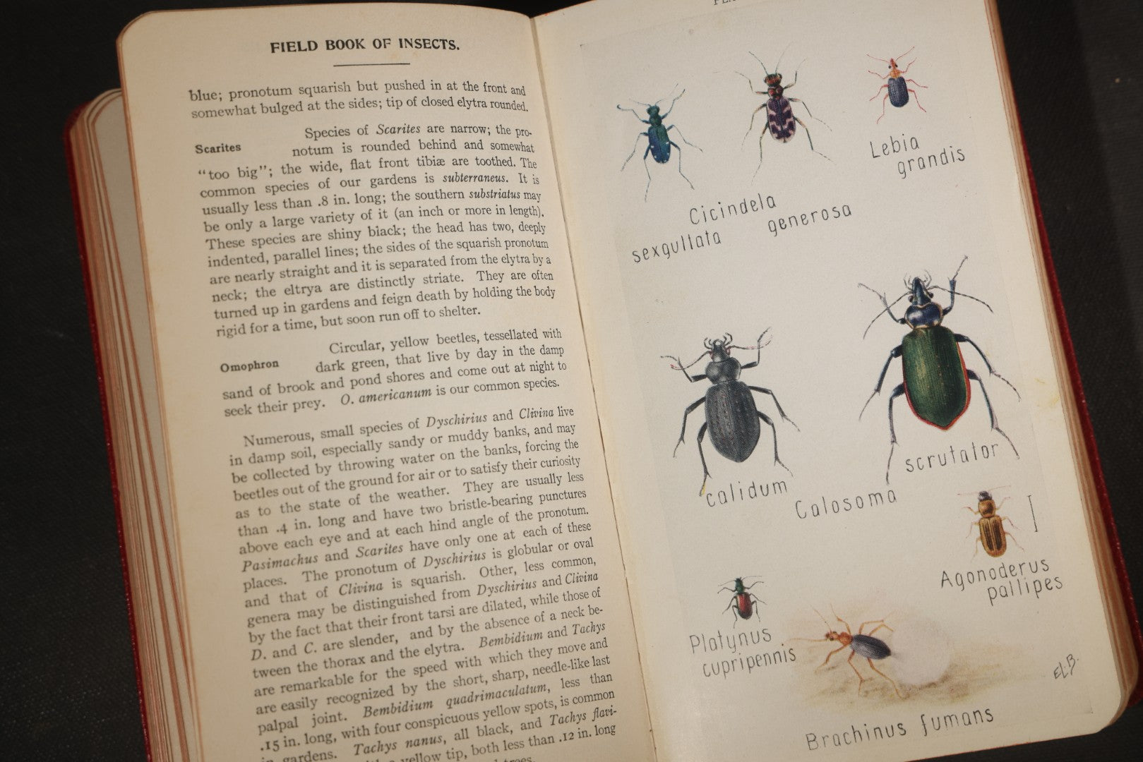 "Field Book of Insects" Antique Illustrated Entomology Book by Frank E. Lutz, Ph.D., Second Edition, Published by G. P. Putnam's Sons, New York, 1921