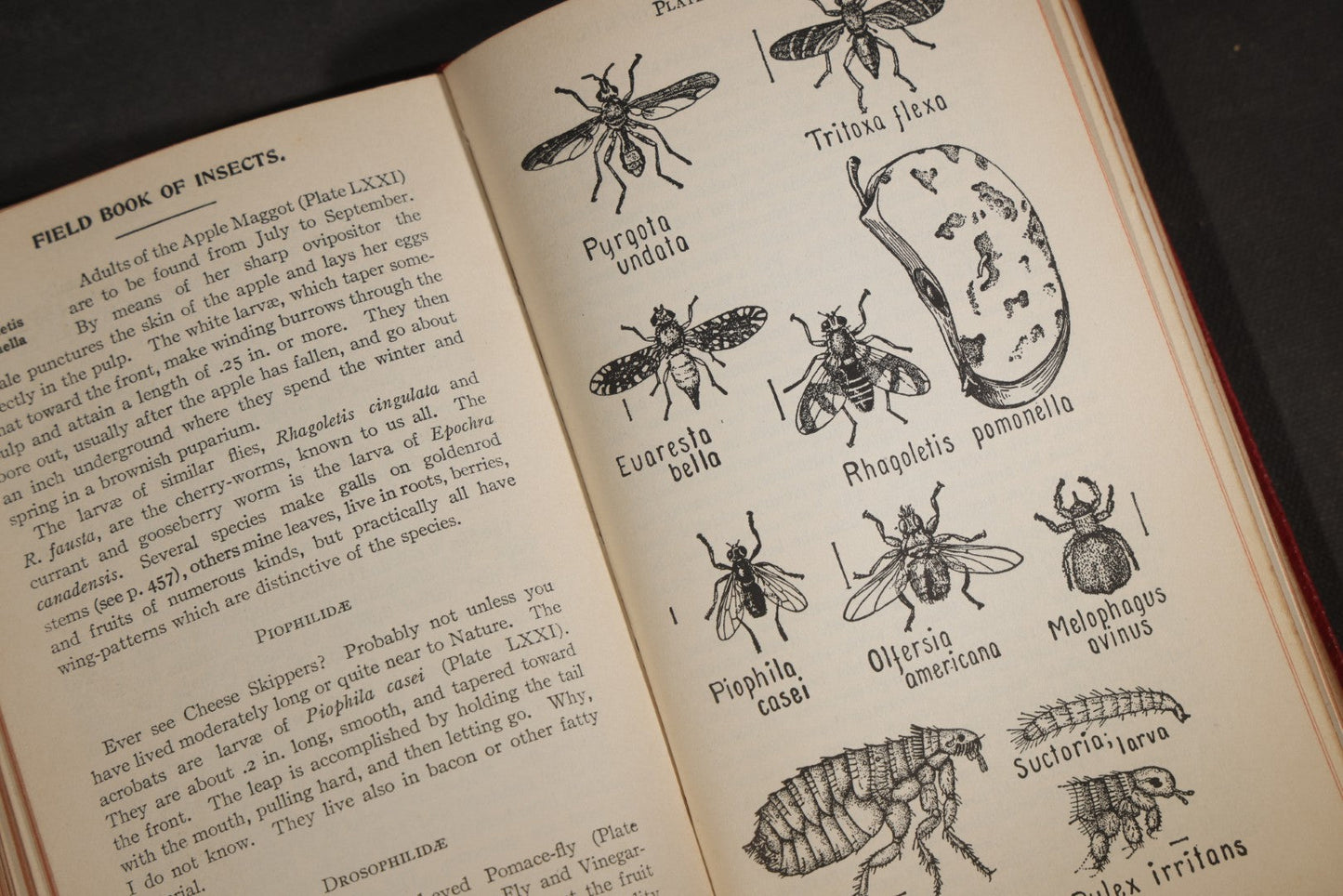 "Field Book of Insects" Antique Illustrated Entomology Book by Frank E. Lutz, Ph.D., Second Edition, Published by G. P. Putnam's Sons, New York, 1921