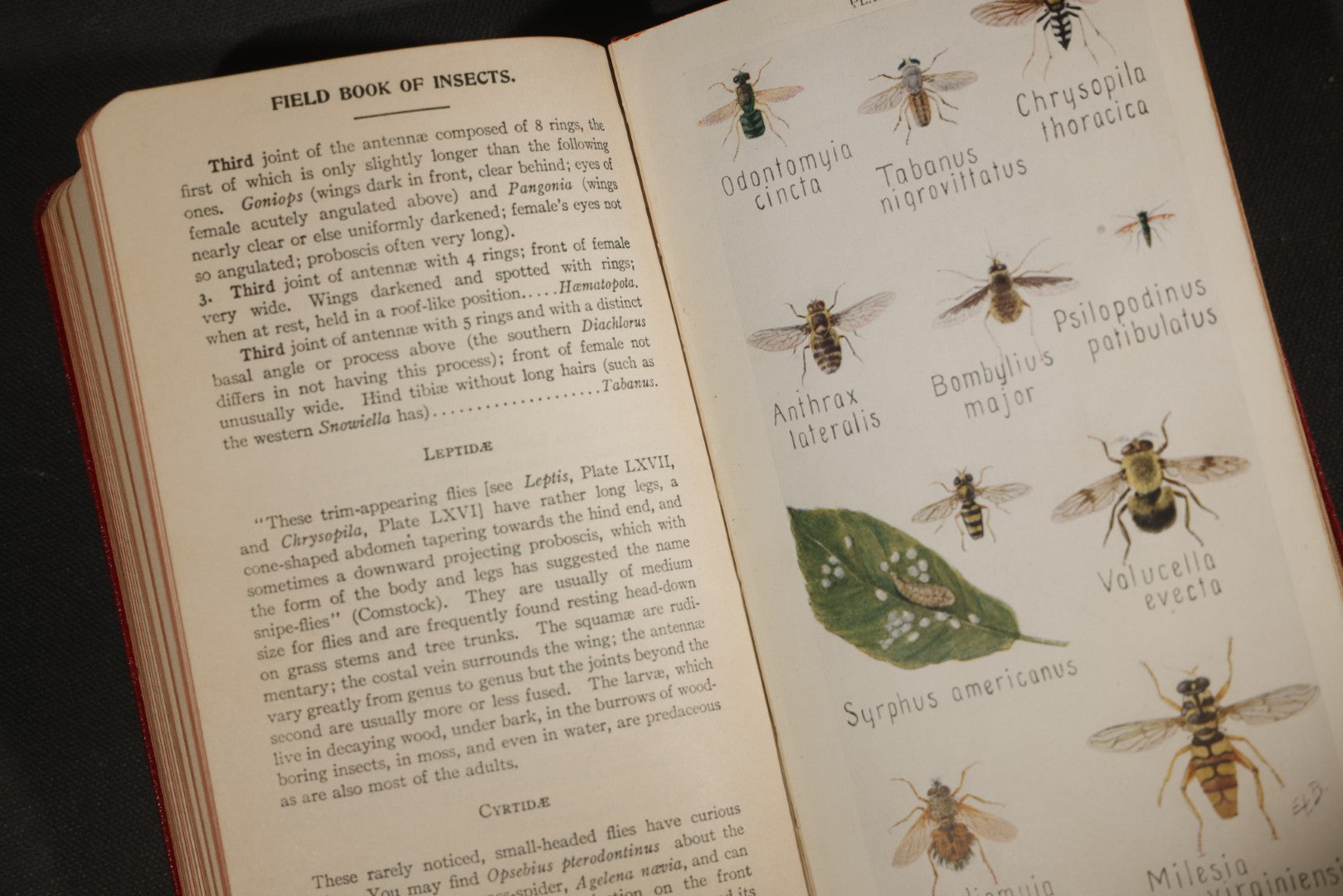 "Field Book of Insects" Antique Illustrated Entomology Book by Frank E. Lutz, Ph.D., Second Edition, Published by G. P. Putnam's Sons, New York, 1921