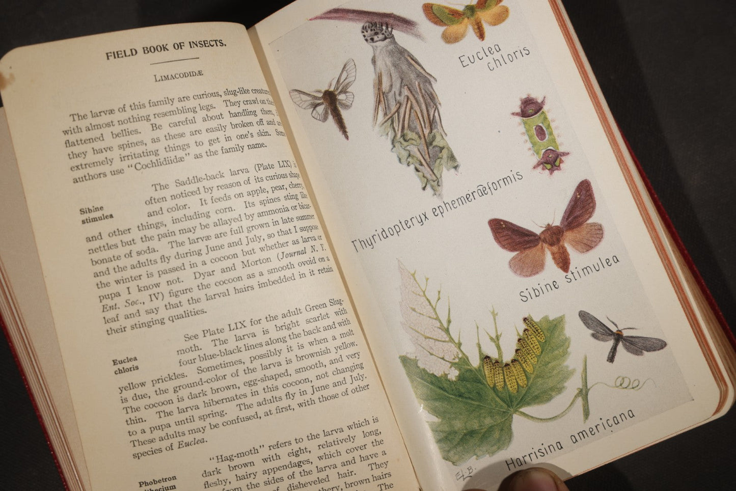 "Field Book of Insects" Antique Illustrated Entomology Book by Frank E. Lutz, Ph.D., Second Edition, Published by G. P. Putnam's Sons, New York, 1921