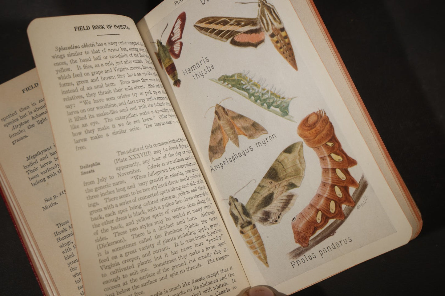 "Field Book of Insects" Antique Illustrated Entomology Book by Frank E. Lutz, Ph.D., Second Edition, Published by G. P. Putnam's Sons, New York, 1921