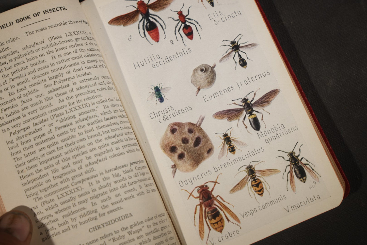 "Field Book of Insects" Antique Illustrated Entomology Book by Frank E. Lutz, Ph.D., Second Edition, Published by G. P. Putnam's Sons, New York, 1921