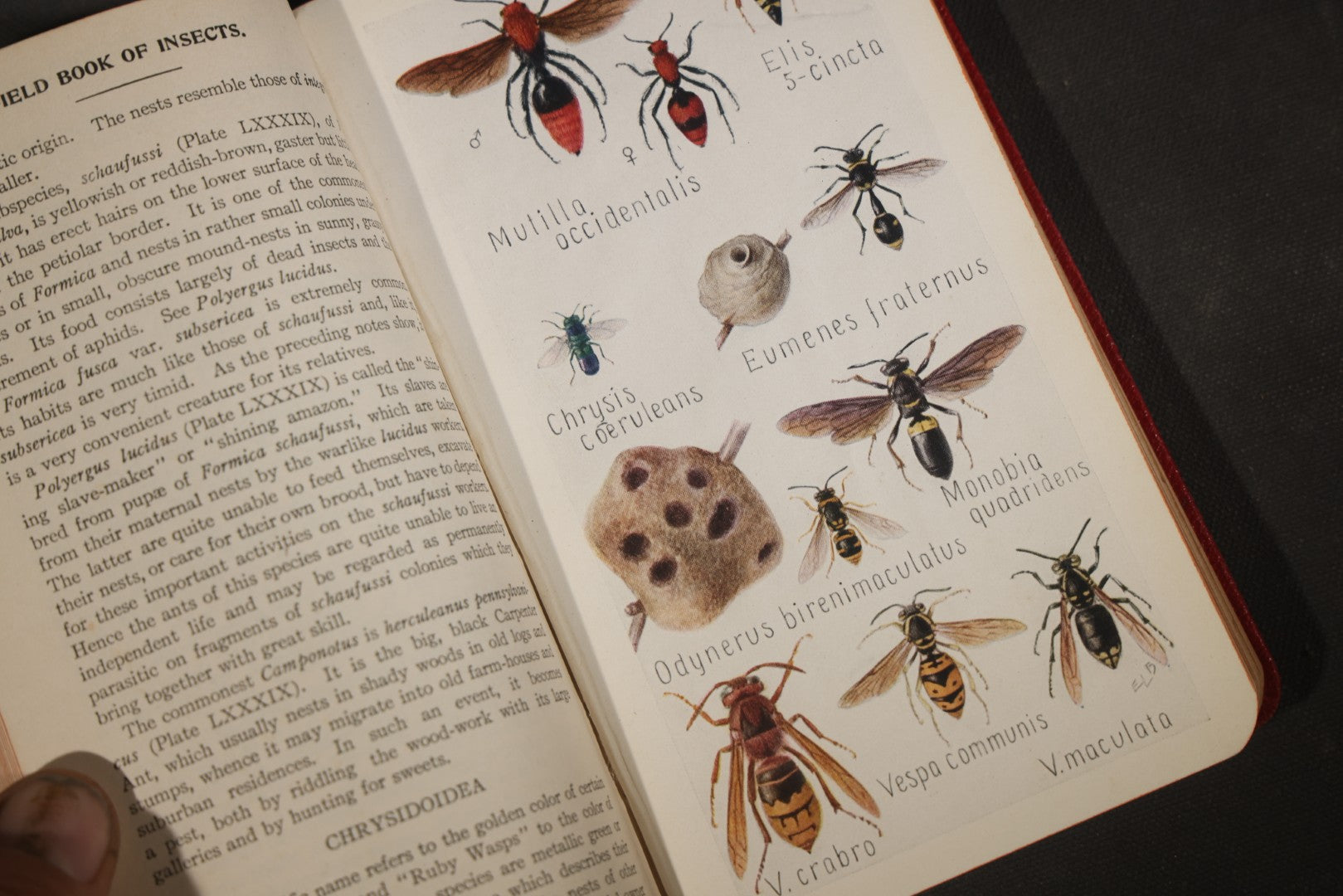 "Field Book of Insects" Antique Illustrated Entomology Book by Frank E. Lutz, Ph.D., Second Edition, Published by G. P. Putnam's Sons, New York, 1921