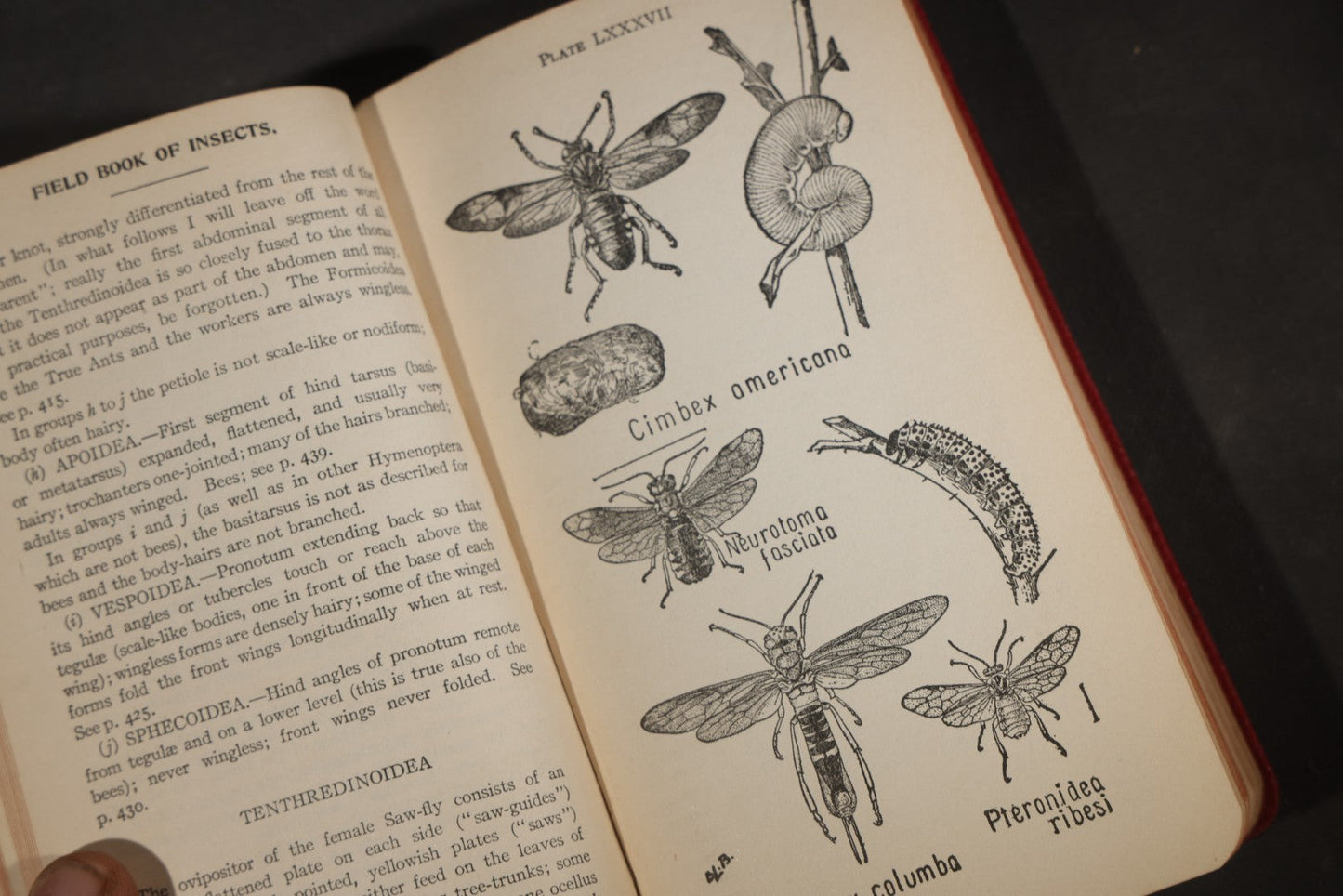 "Field Book of Insects" Antique Illustrated Entomology Book by Frank E. Lutz, Ph.D., Second Edition, Published by G. P. Putnam's Sons, New York, 1921
