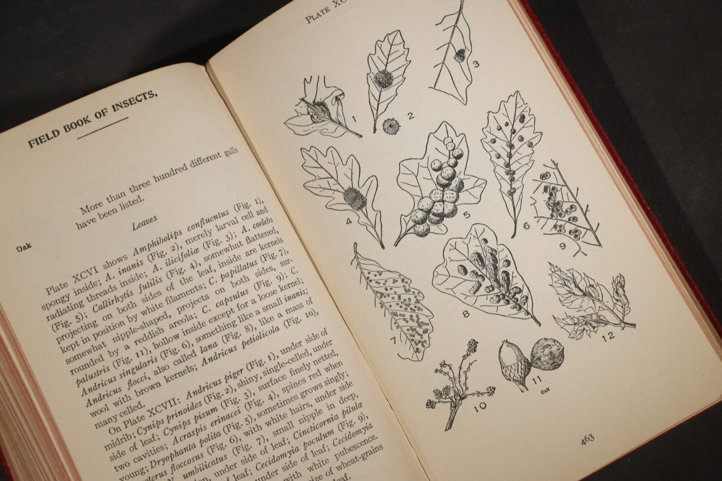 "Field Book of Insects" Antique Illustrated Entomology Book by Frank E. Lutz, Ph.D., Second Edition, Published by G. P. Putnam's Sons, New York, 1921