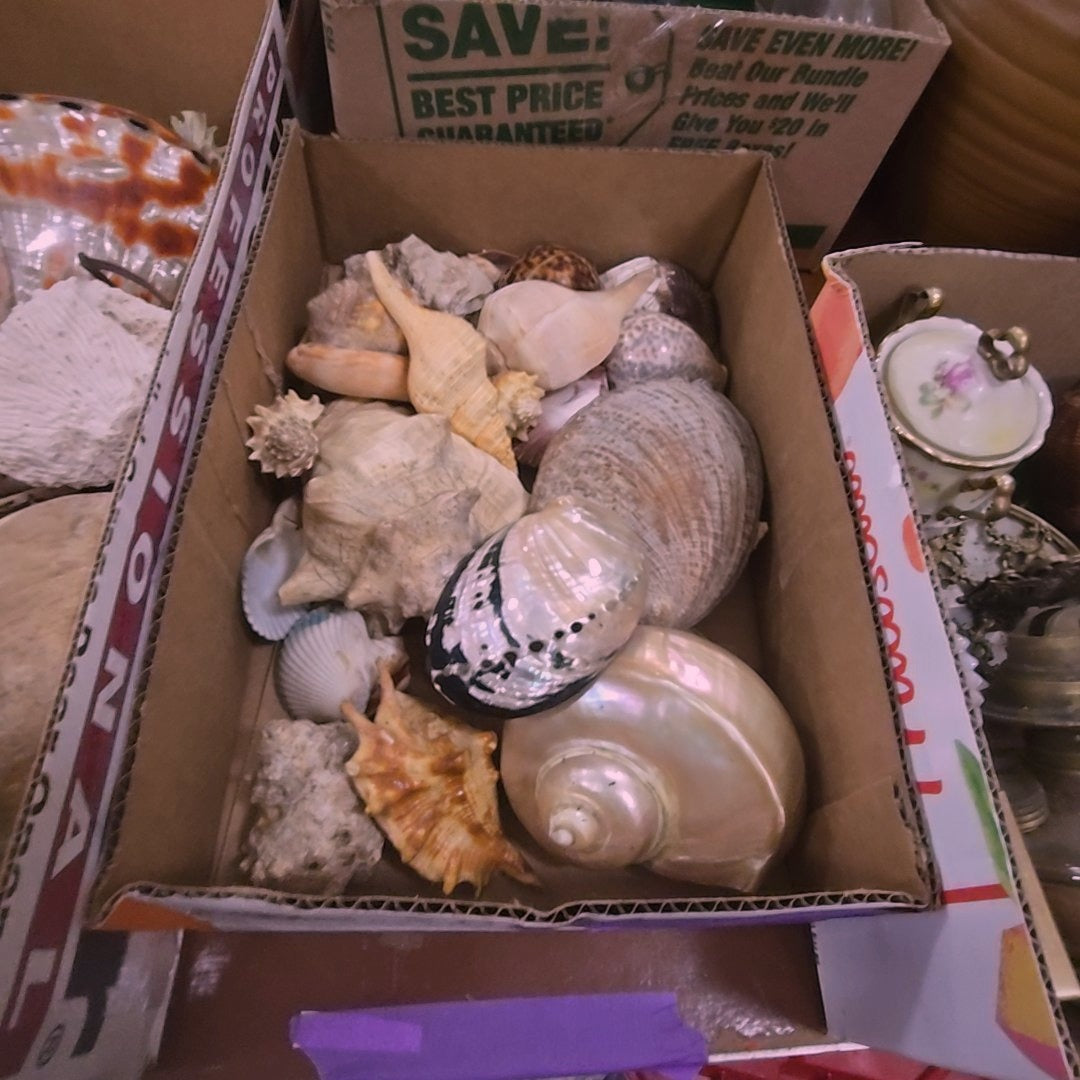 box lot of shells