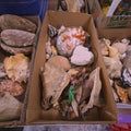 Lot 238 - Box Lot of Shells
