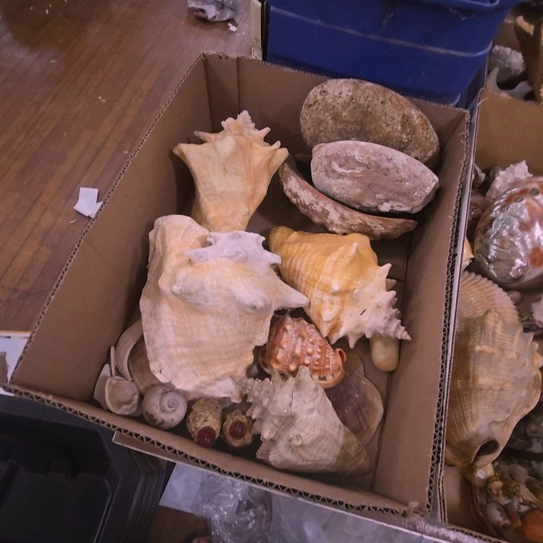 box lot of shells