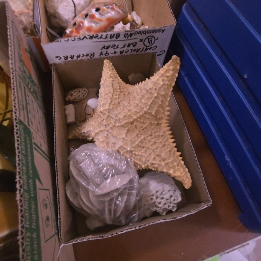 box lot with starfish, shells, and more
