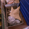 Lot 241 - Box Lot with Starfish, Shells, and More