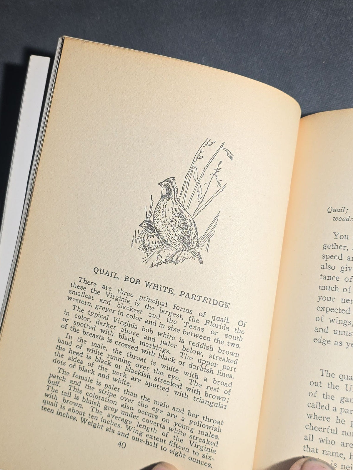 "Modern Guncraft: Hitting vs. Missing" Vintage Illustrated Shotgun and Upland Bird Hunting Book by Dr. William A. Bruette, Published by Nessmuk Library, New York, 1940