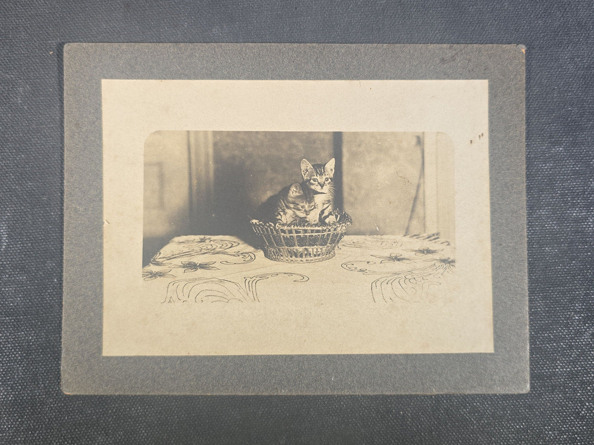 Antique Board-Mounted Photograph of Two Tabby Kittens in a Wicker Basket on a Tablecloth