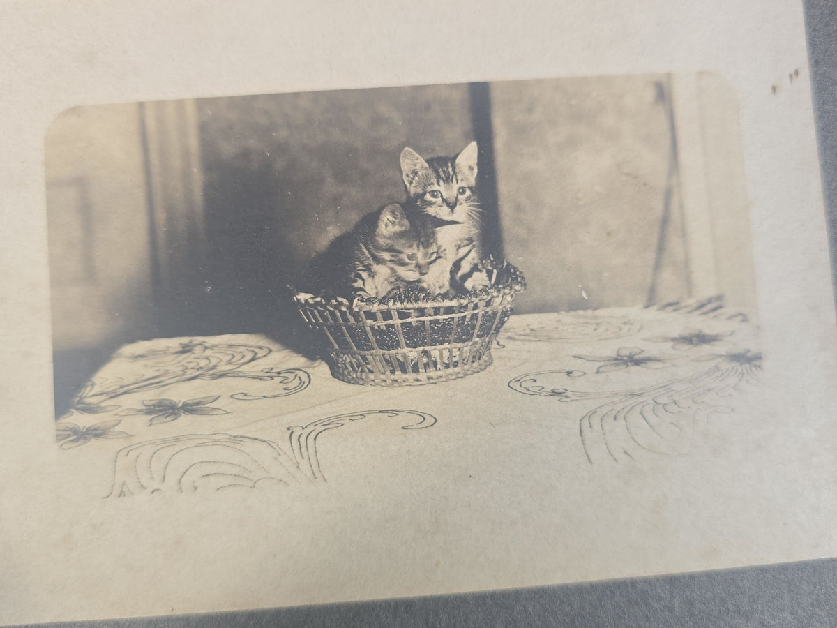 Antique Board-Mounted Photograph of Two Tabby Kittens in a Wicker Basket on a Tablecloth