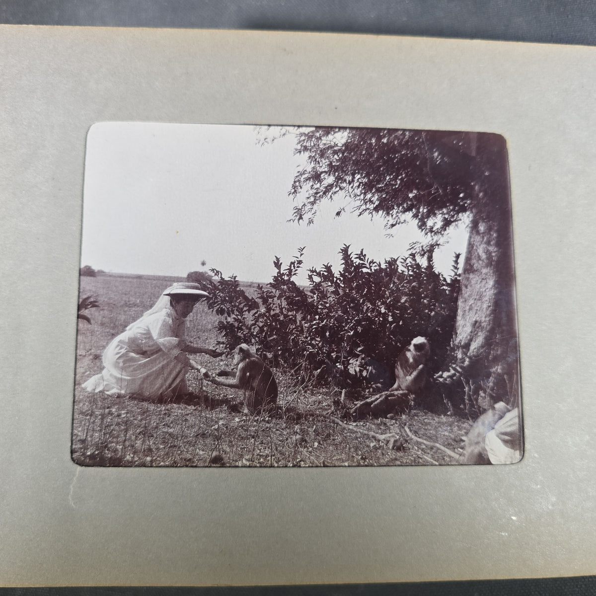 Antique Photo Album of British India Photographs including Dogs, Colonial Architecture, Encampments, and Monuments