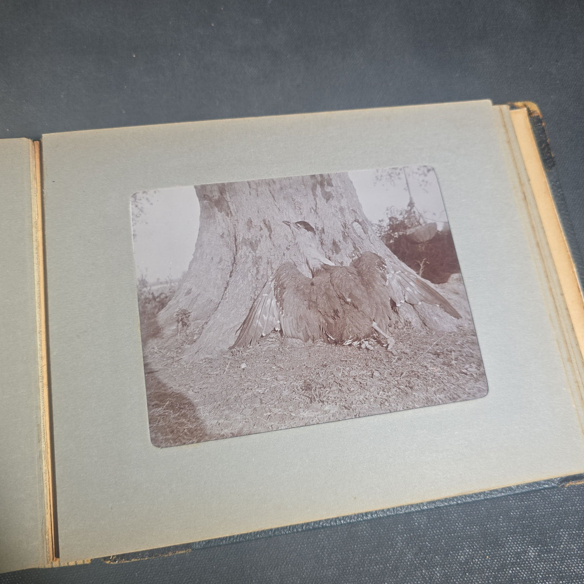 Antique Photo Album of British India Photographs including Dogs, Colonial Architecture, Encampments, and Monuments