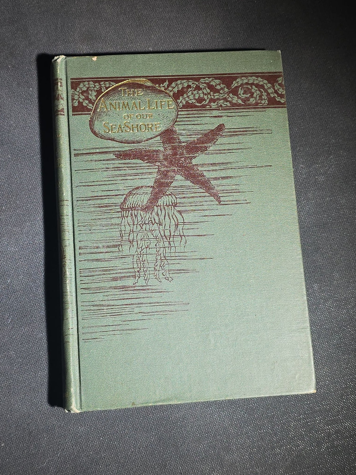 "The Animal Life of Our Sea-Shore" Antique Illustrated Marine Biology Book by Angelo Heilprin, Second Edition, Published by J. B. Lippincott Company, Philadelphia, Pennsylvania, 1888