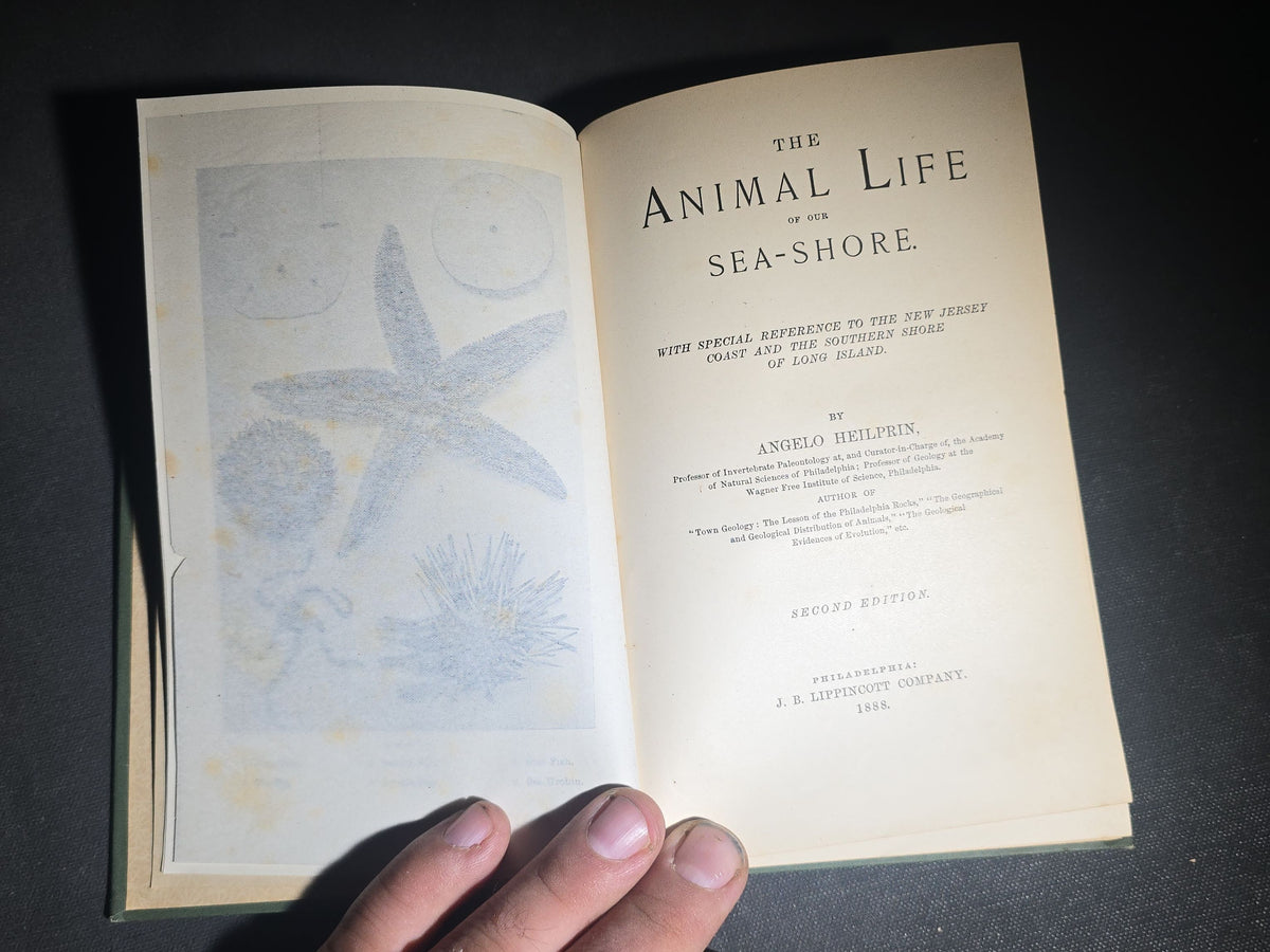 "The Animal Life of Our Sea-Shore" Antique Illustrated Marine Biology Book by Angelo Heilprin, Second Edition, Published by J. B. Lippincott Company, Philadelphia, Pennsylvania, 1888